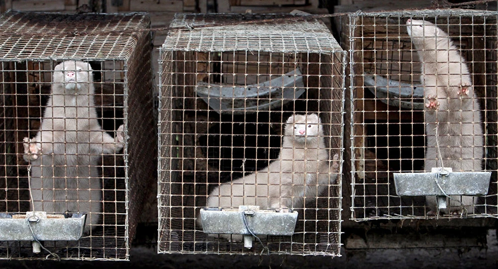 В Дании признали ошибкой убийство всех норок из-за коронавируса