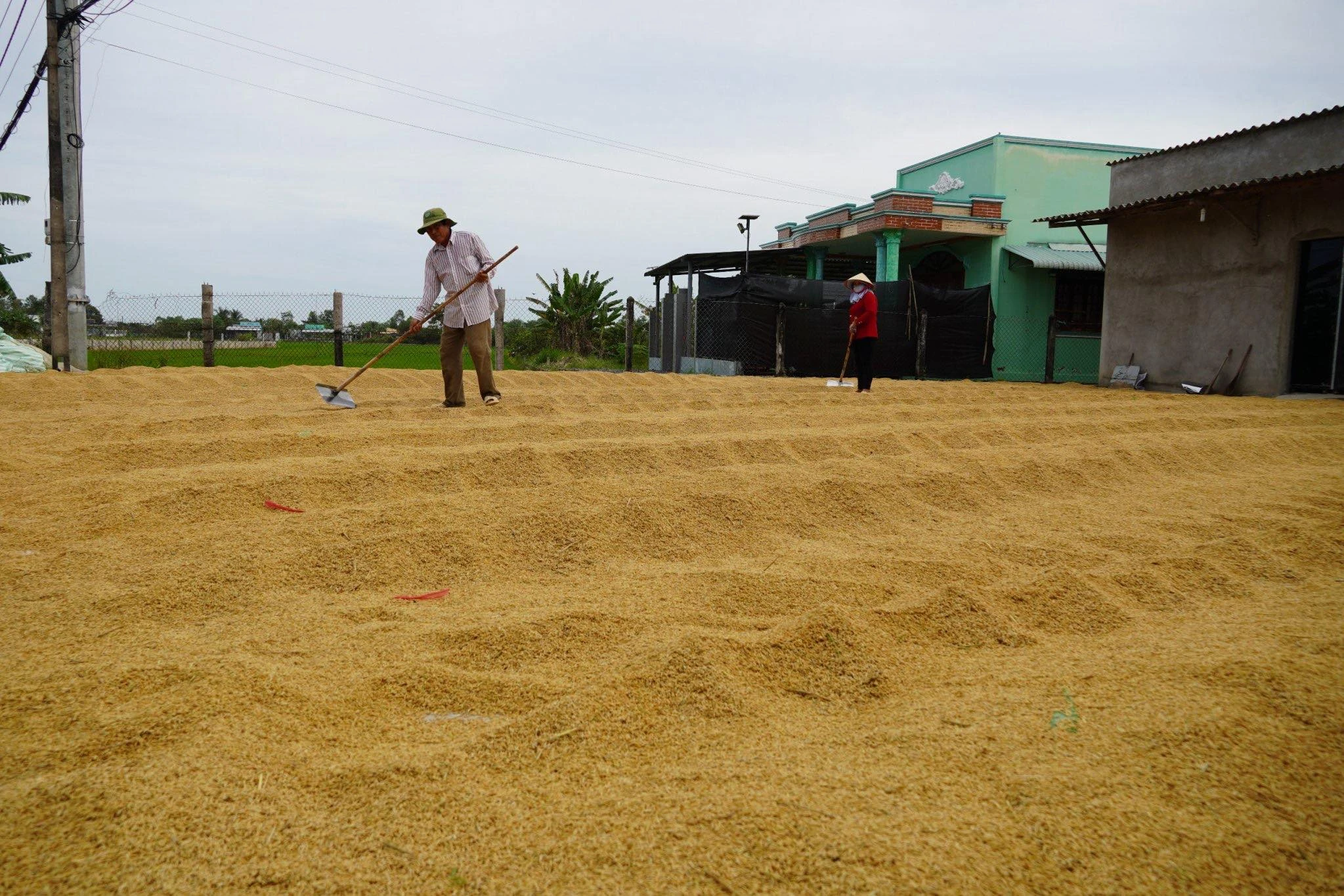 Nông dân miền Tây lãi đậm từ trồng lúa