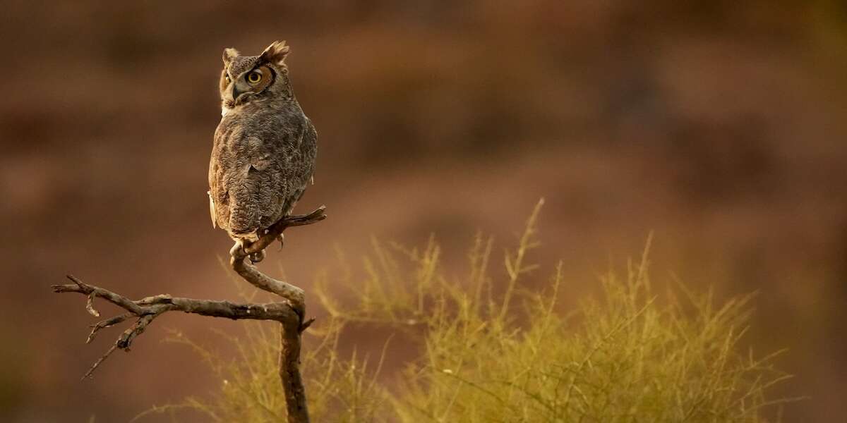 Weekly BeastsUn bongo orientale, un colibrì, un cammello e rinoceronti bianchi meridionali