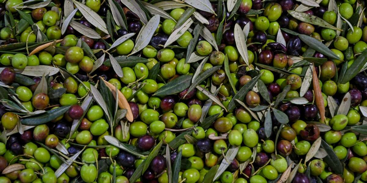 Un’altra protesta contro l’olio d’oliva tunisinoDa anni gli agricoltori accusano l’Unione Europea di svalutare il mercato italiano, che però senza le importazioni dall’estero non potrebbe reggere