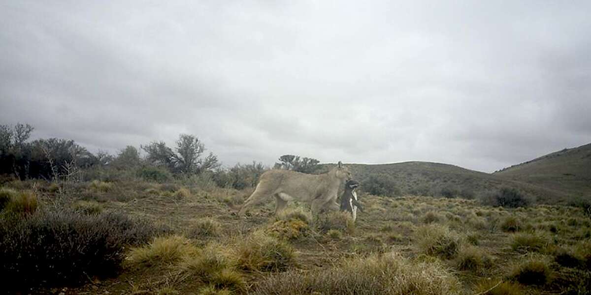 I pinguini e i puma non erano fatti per stare insiemeUna strage imprevista di migliaia di uccelli in Patagonia ha permesso di studiare l’impatto delle attività umane su una difficile convivenza