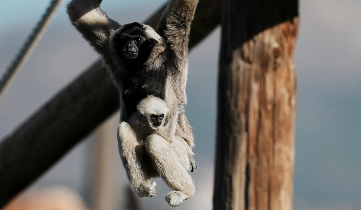 2 minuti faWeekly BeastsUn muflone, un camaleonte di Socotra e un elefante che usa una zucca come se fosse un pallone, tra gli animali della settimana