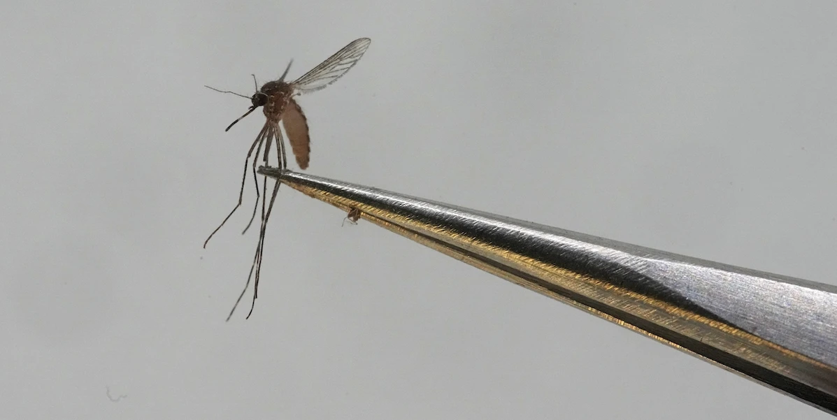 Nell’arcipelago francese delle Mayotte la chikungunya, una malattia trasmessa dalle zanzare, è diventata epidemica