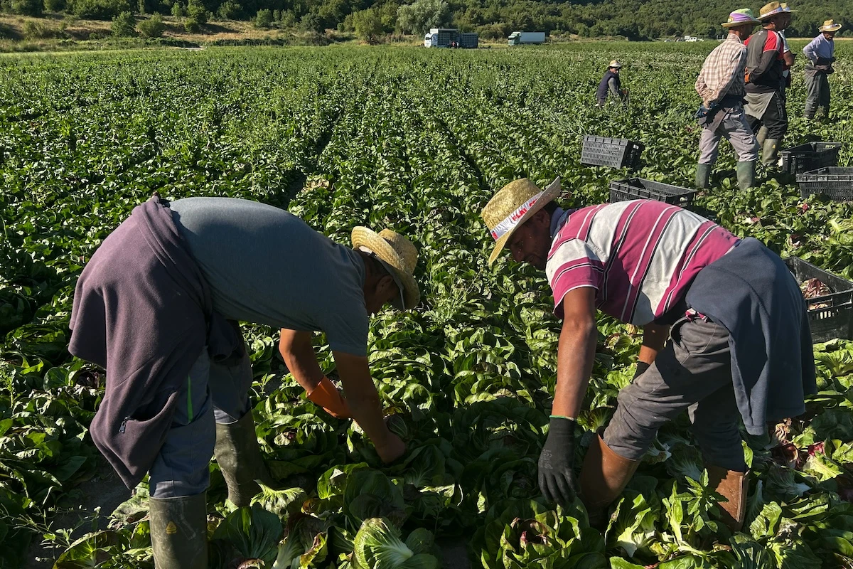 1 minuto faUna giornata con i braccianti nei campi del Fucino, in AbruzzoTra caporali che controllano i migranti, agricoltori che protestano per i controlli e misure di sicurezza inesistenti