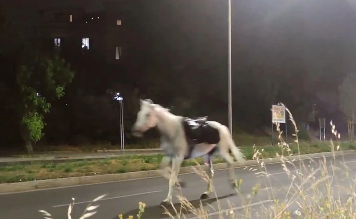 3 minuti faCome hanno fatto 30 cavalli a fuggire per le strade di RomaSono scappati per lo scoppio di alcuni fuochi d'artificio dalle prove della parata del 2 giugno: quattro persone sono rimaste ferite