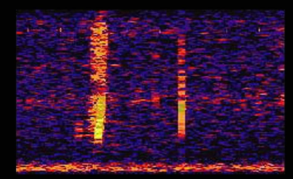 Bloop!È il nome di uno dei suoni più famosi e misteriosi di internet, captato nelle profondità dell'Oceano Pacifico nel 1997