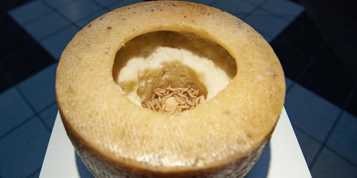 La prelibatezza nostrana del formaggio con le larveIn teoria il “casu marzu” non si potrebbe vendere, in pratica procurarselo non è poi così difficile, specialmente in Sardegna