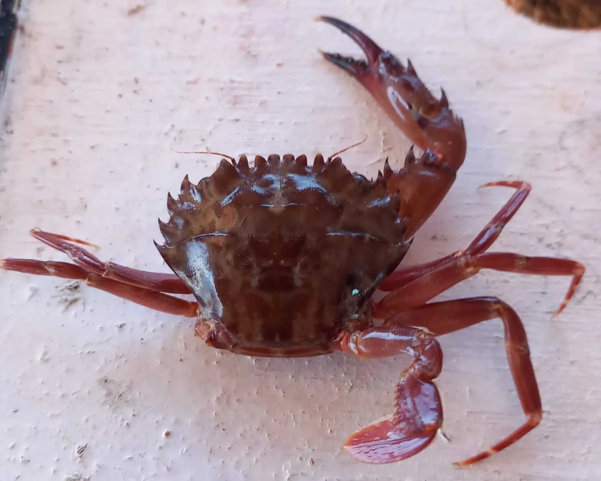 3 minuti faDobbiamo preoccuparci anche del granchio rosso?Un’altra specie di origine tropicale si sta insediando nel mar Mediterraneo, portando incognite e alcuni rischi per l'ecosistema