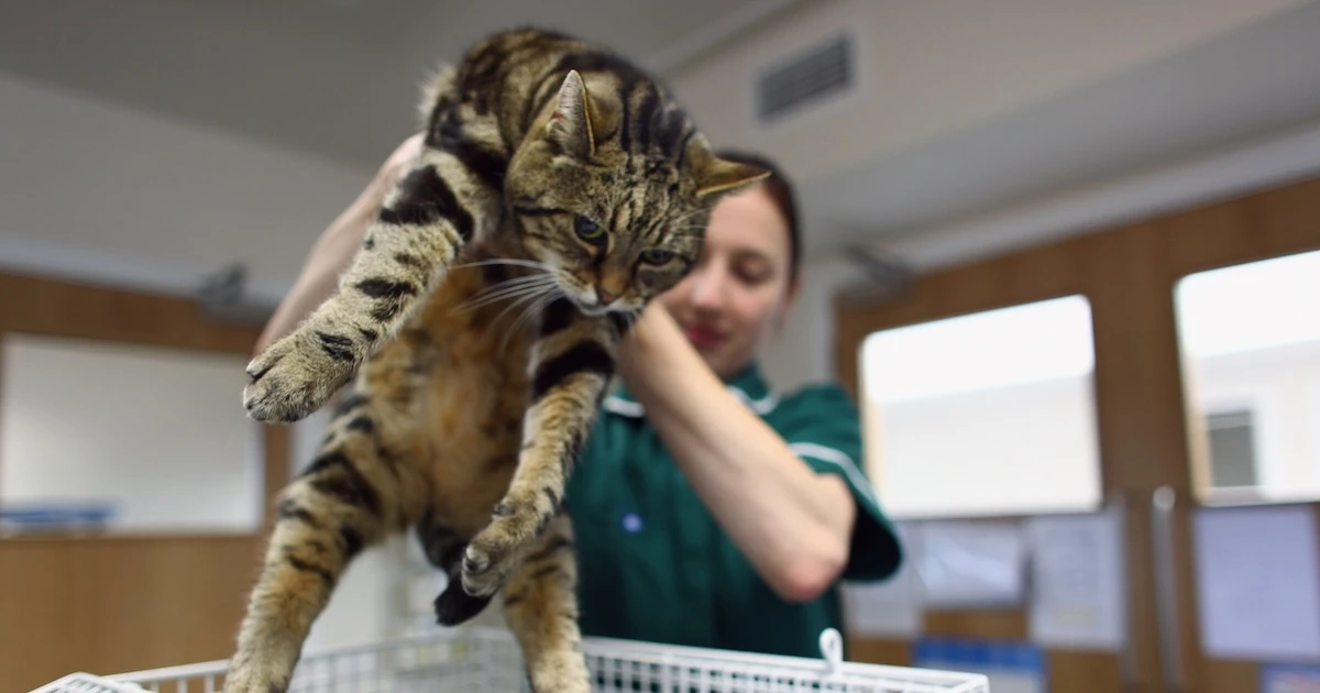 Sappiamo poco sui malanni dei gattiSul piano clinico sono meno studiati dei cani: per ragioni storiche, culturali e pratiche