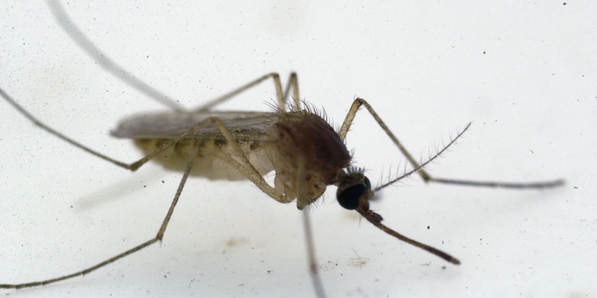 1 minuto faSono state imposte limitazioni sulla donazione di sangue per chi è stato in 31 province a rischio di diffusione della febbre del West Nile