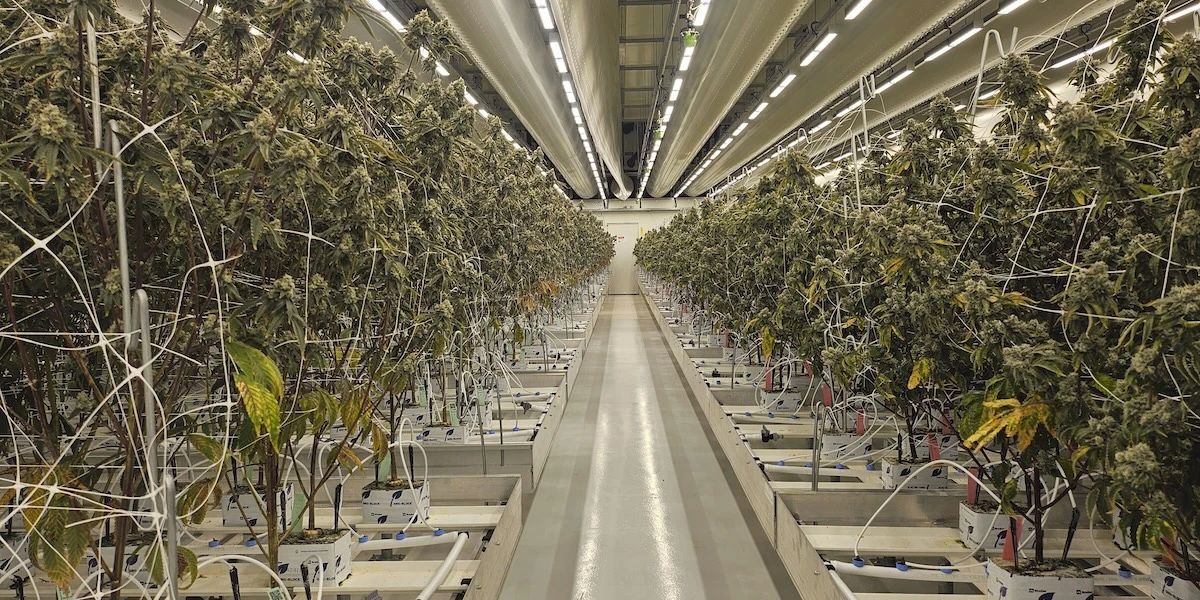 I Paesi Bassi hanno fatto un altro passo verso la cannabis legaleDa questa settimana nei coffee shop di dieci comuni si può vendere solo quella dei produttori autorizzati, con qualche preoccupazione da parte dei venditori