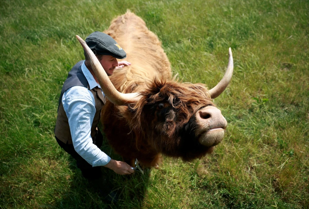 Weekly BeastsCigni neri, piccioni, bufali e pavoni, tra gli animali fotografati nei giorni scorsi