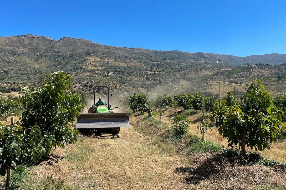 2 minuti faIn Italia coltivare avocado è diventato un affare da investimenti milionariÈ facile da coltivare, i terreni rendono molto e si rivendono a un sacco di soldi: e soprattutto, ne mangiamo sempre di più