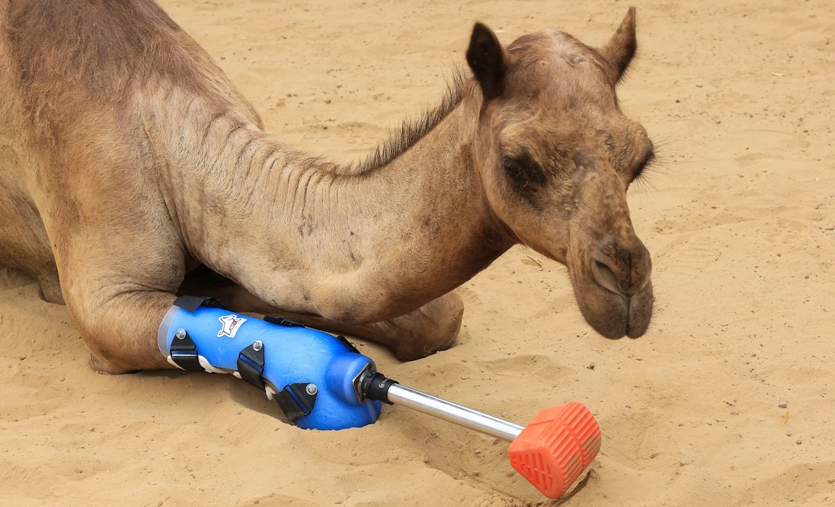 3 minuti faWeekly BeastsPony di Chincoteague, un coleottero giapponese, un dromedario con una protesi e un piccolo di fenicottero