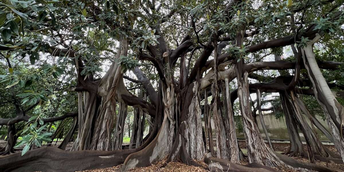 Come sta l’albero più grande d’EuropaHa passato quasi indenne le ultime due torride estati di Palermo e anche se è enorme deve essere protetto dal calpestìo dei turisti