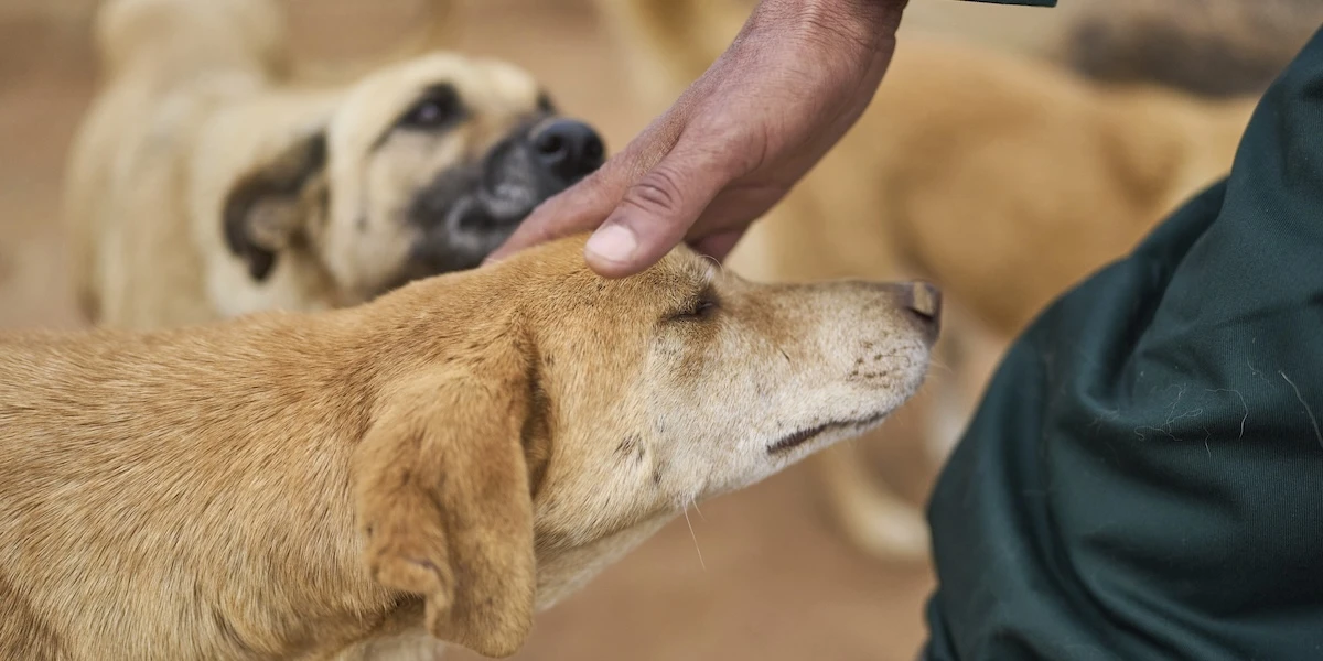 Il Senato ha approvato in via definitiva un disegno di legge che aumenta le pene contro i maltrattamenti degli animali
