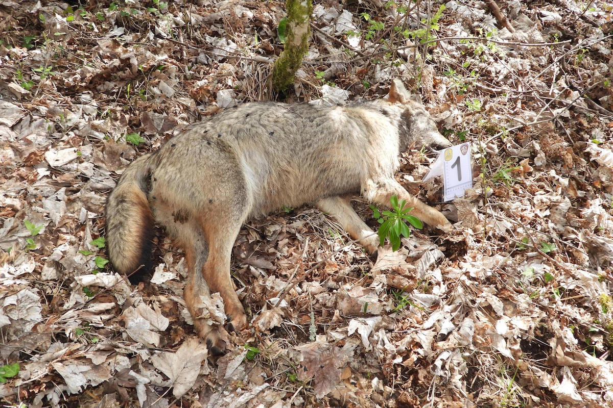 pochi secondi faNell’ultima settimana, nel Parco nazionale d’Abruzzo sono stati trovati 18 lupi morti, forse per avvelenamento