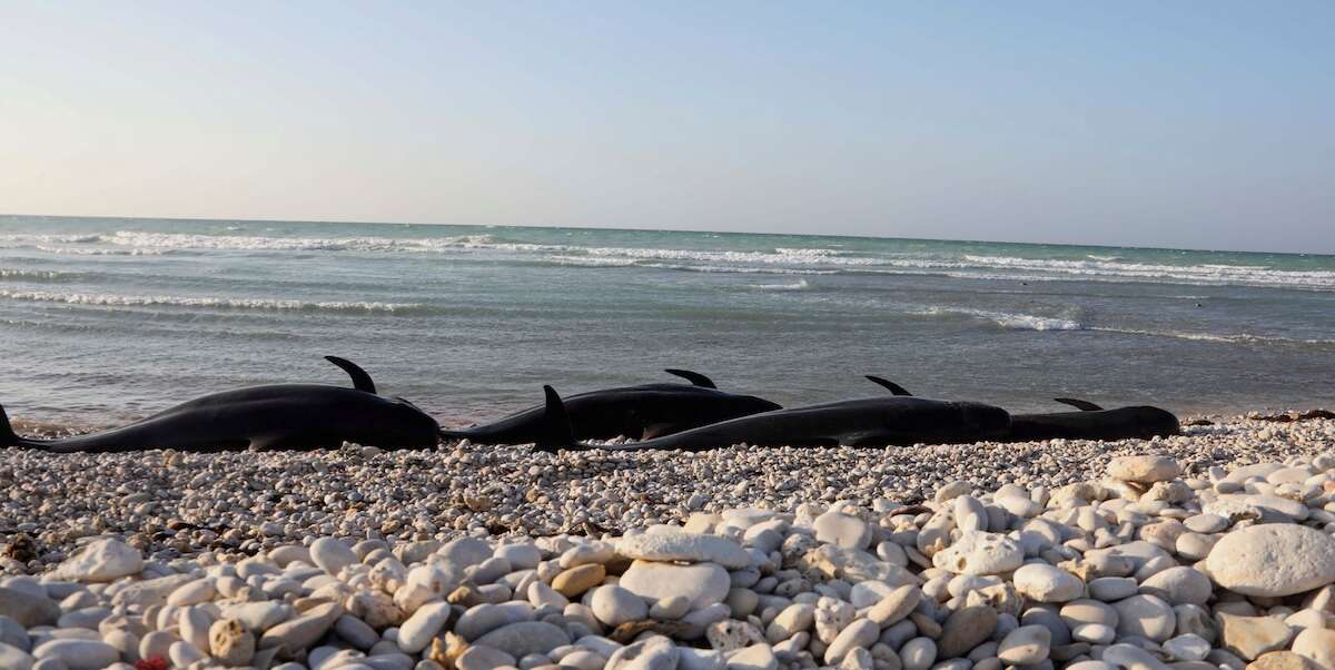 Almeno 110 delfini sono stati trovati morti su una spiaggia nel nord della Somalia