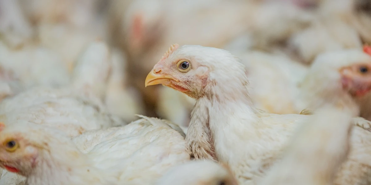 Il paese europeo più colpito dall’influenza aviariaÈ la Polonia, in cui il settore dell'allevamento di polli è gigantesco ma anche piuttosto fragile