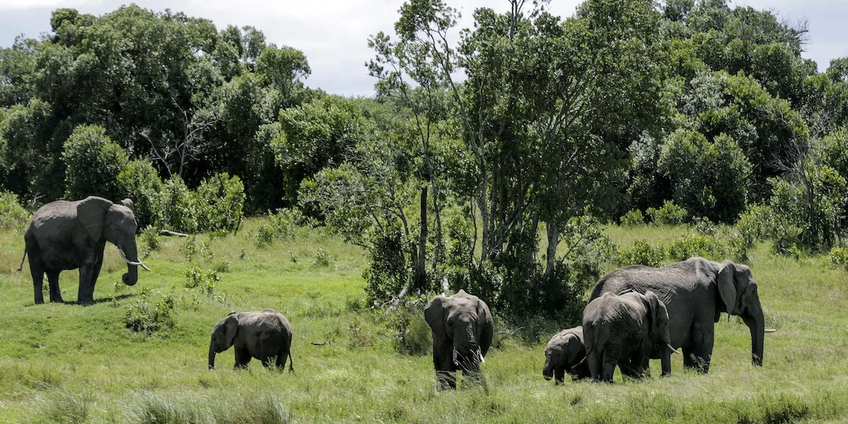 2 minuti faUna turista britannica e una neozelandese sono state uccise da un elefante durante un safari in Zambia
