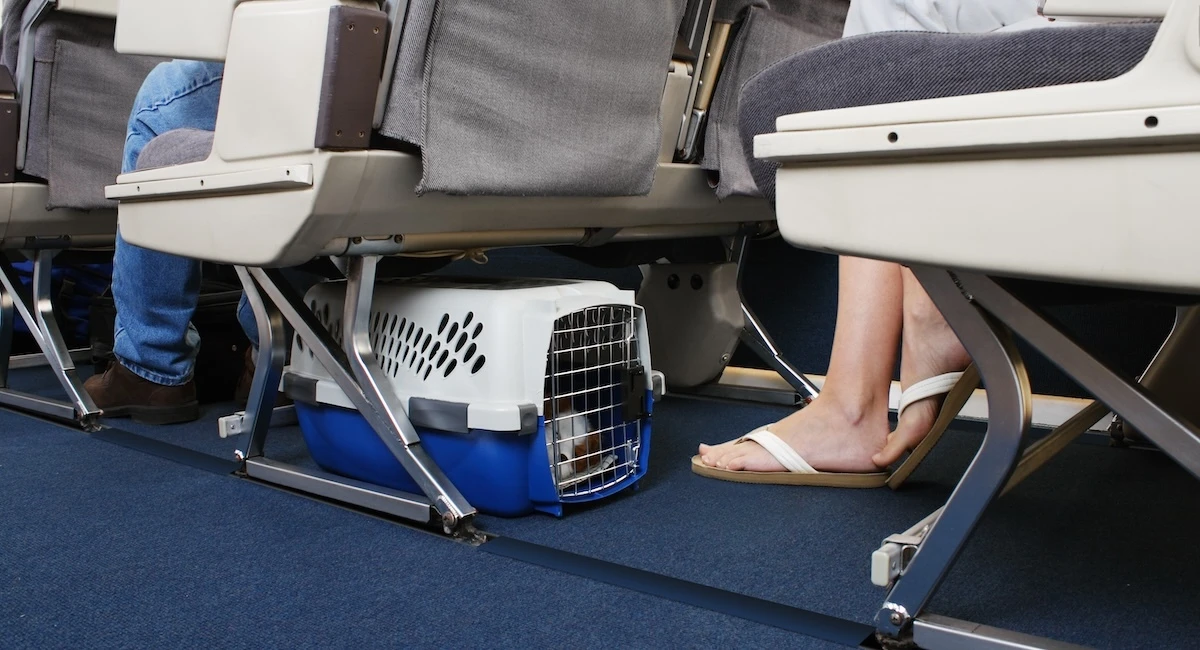 Anche con le nuove regole, viaggiare coi cani in aereo non cambierà granchéL’ENAC ha alzato il limite di peso per gli animali ammessi in cabina ma molti sono comunque troppo grossi