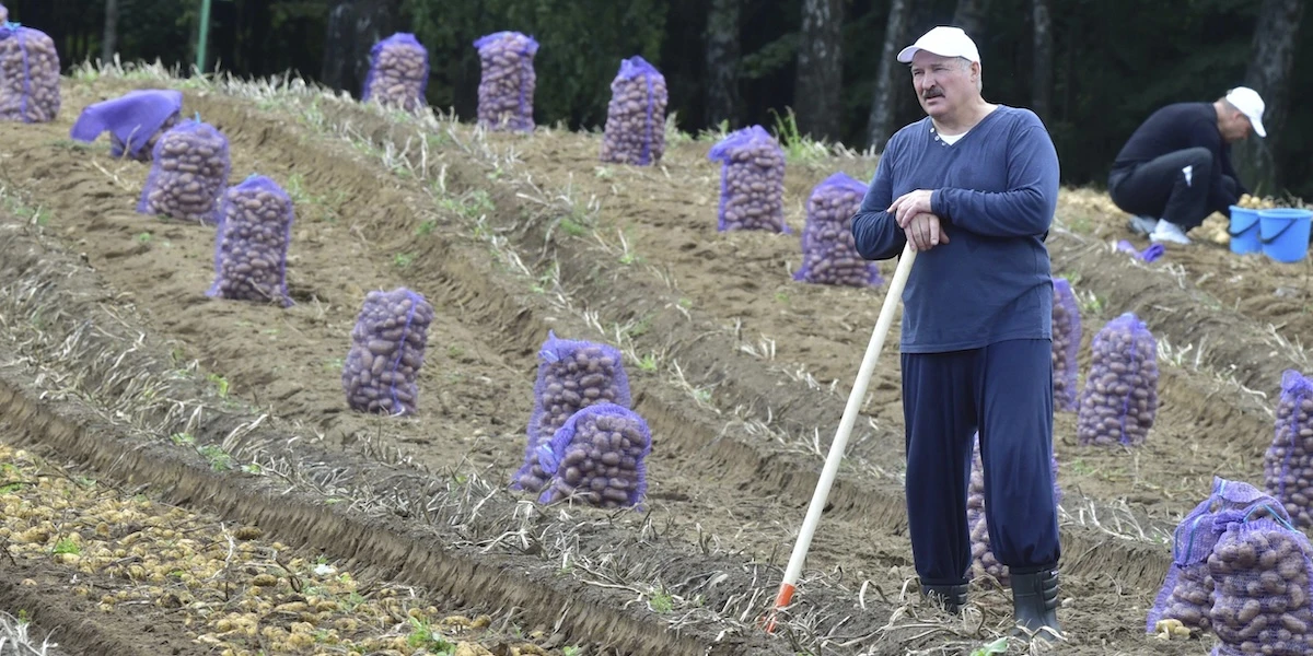 In Bielorussia le patate sono diventate molto più rare e costose: ed è un guaioNel paese se ne mangia una quantità immensa: oggi però l'intero settore è in una crisi da cui sembra difficile uscire