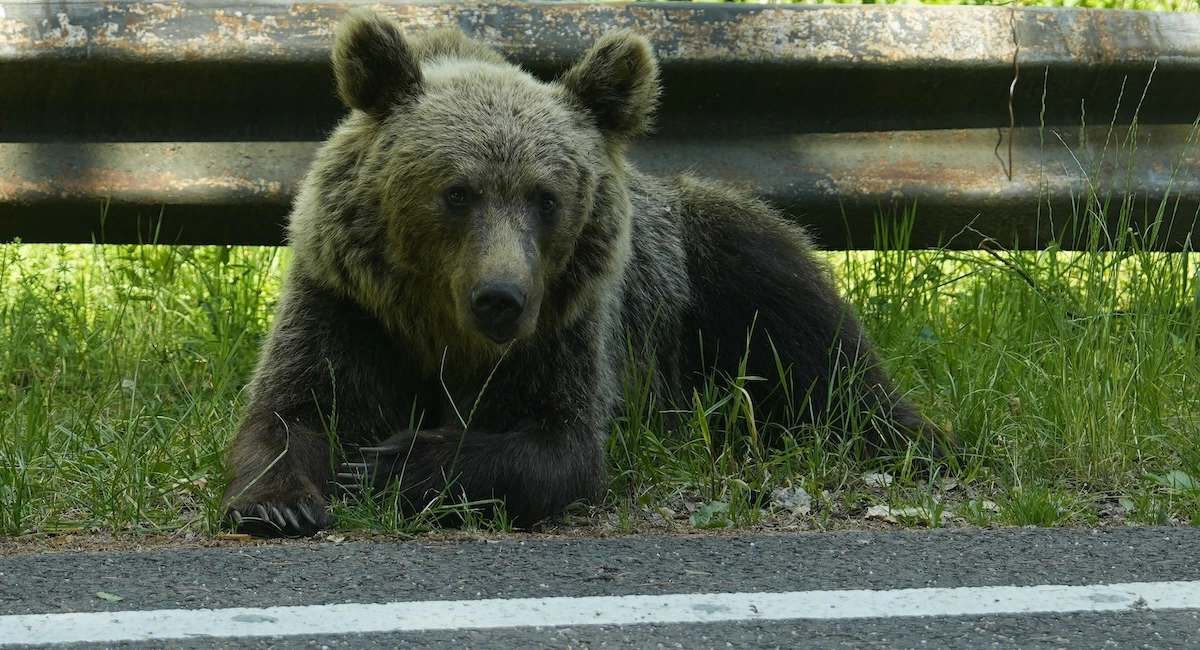 pochi secondi faIn Romania ci sono tantissimi orsiDopo che un turista italiano è stato ucciso da un'orsa sono stati fatti dei paragoni con il Trentino, ma tra le Alpi e i Carpazi ci sono delle differenze