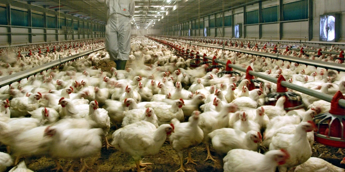Quest’anno con l’aviaria l’abbiamo sfangataPer contenere i contagi è stato necessario abbattere 4 milioni di galline, ma ha funzionato