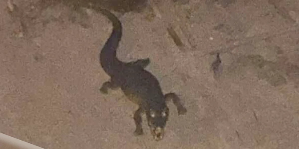 4 minuti faIl coccodrillo che si pensava stesse girando per Ladispoli era un giocattoloQualcuno l'aveva messo vicino al fiume della città laziale, l'aveva fotografato e aveva messo online l'immagine, causando molti allarmi