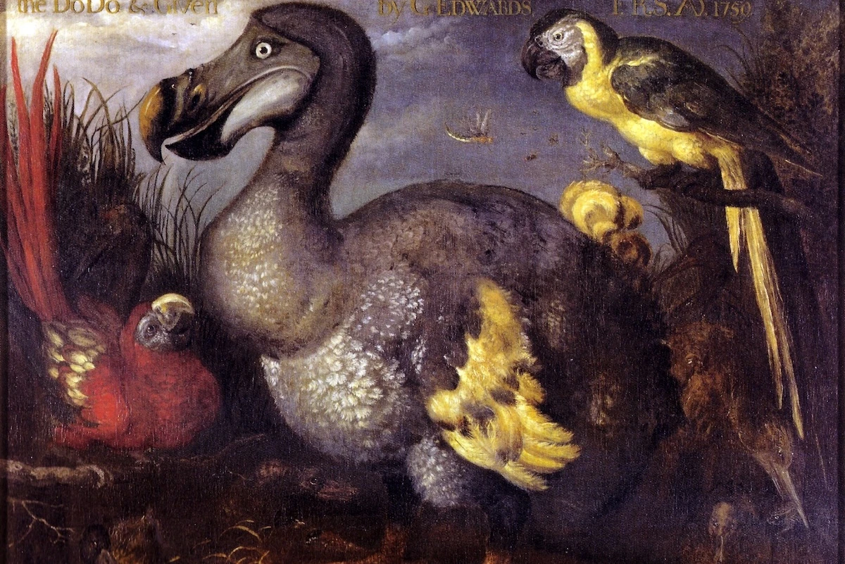 5 minuti faDa quattro secoli pensiamo ai dodo nel modo sbagliatoDescrizioni fantasiose di chi li osservò e illustrazioni artistiche caricaturali hanno falsato anche i resoconti scientifici, che non gli hanno reso giustizia per molto tempo