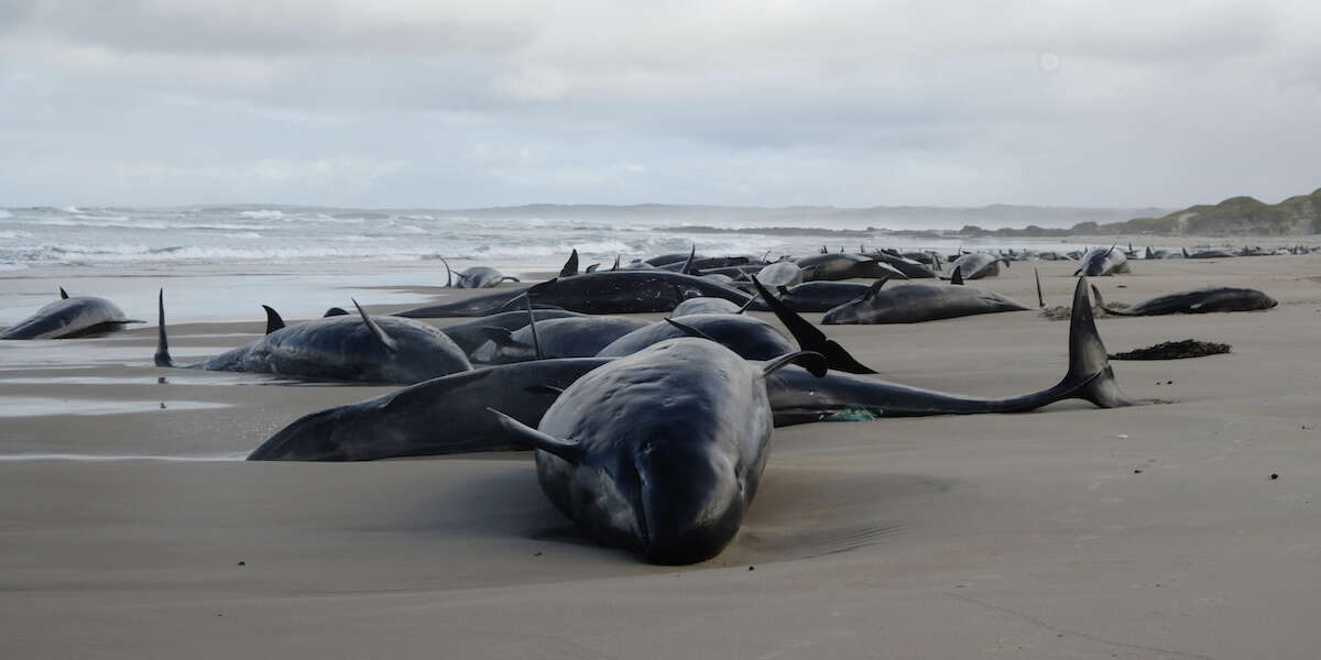 Oltre 150 pseudorche si sono spiaggiate in Tasmania, e dovranno essere soppressePerché salvare gli individui di questa specie di cetacei è impossibile, per l'inaccessibilità del posto