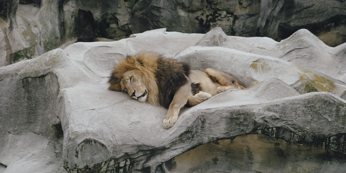 4 minuti faUno zoo danese cerca animali domestici da far mangiare ai suoi predatoriCome conigli, porcellini d'india, polli o cavalli anziani: è una pratica comune in Danimarca