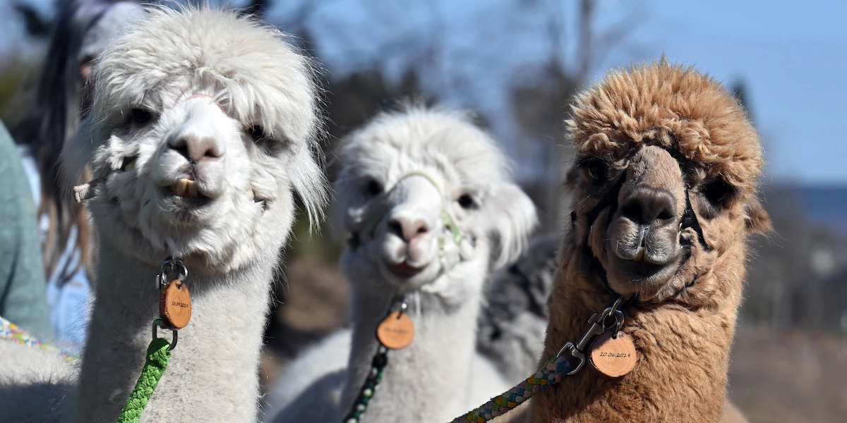 In Italia si vedono sempre più allevamenti di alpacaNegli ultimi cinque anni sono più quintuplicati e ora ce ne sono quasi 900, sia per la lana sia perché piacciono