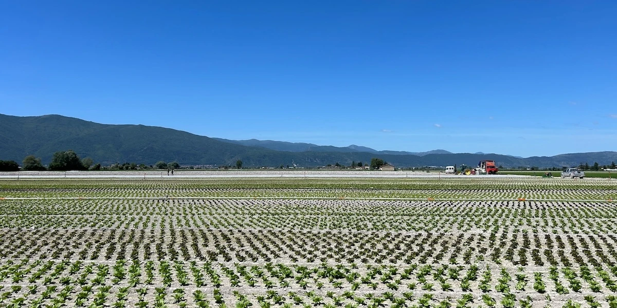 Storia di una quasi morte sul lavoroÈ successo nella piana del Fucino, in Abruzzo, ma nessuno l'ha raccontata: ci sono voluti sette mesi solo per denunciarla