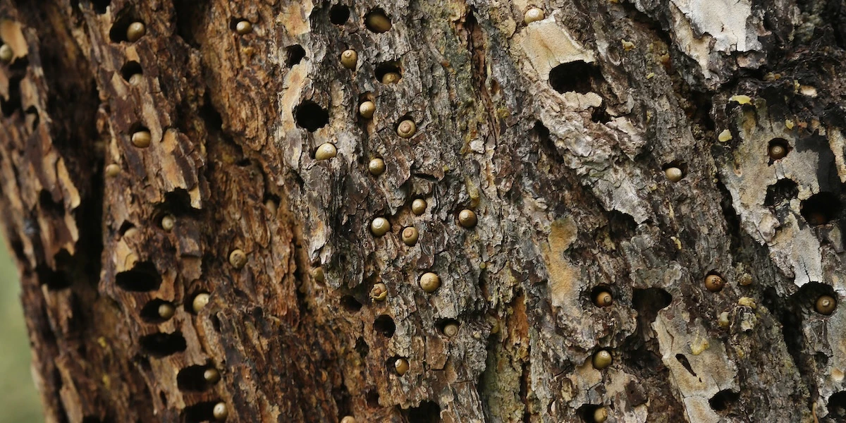 I buchi in questa foto vi disgustano?Perché in quel caso potreste soffrire di tripofobia, la repulsione per le superfici con molti fori ravvicinati, su cui non sappiamo ancora molto