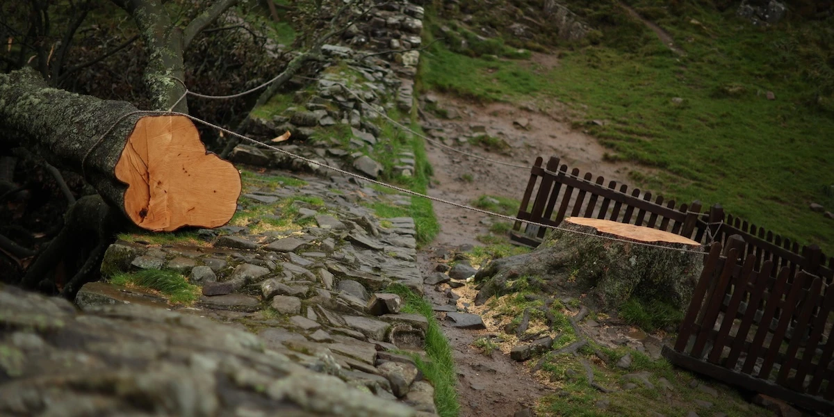 Nel Regno Unito il processo sul Sycamore Gap Tree è molto, molto seguitoRiguarda i due uomini accusati di aver abbattuto nel 2023 l’albero più famoso d’Inghilterra, suscitando rabbia e indignazione