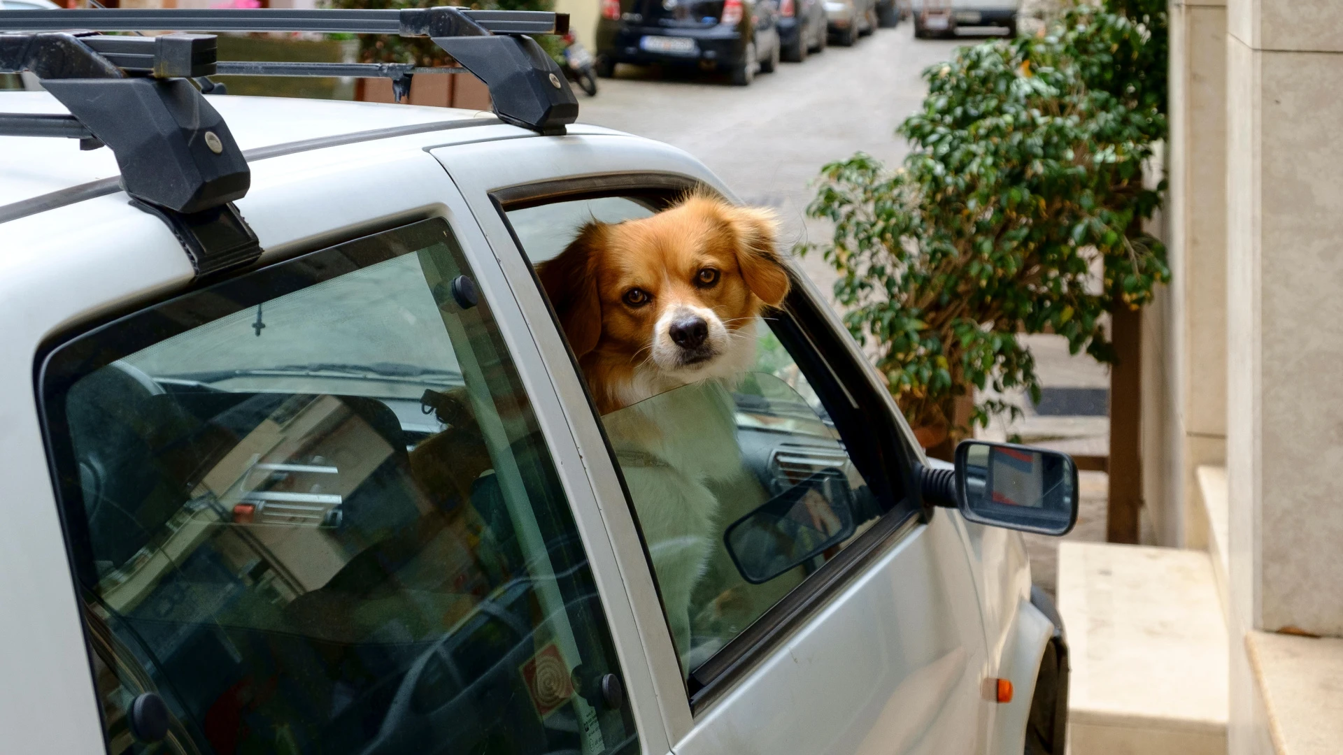 La UE se pone seria con las mascotas: no podrán viajar en coche si dentro del vehículo no se encuentra el dueño salvo que se cumplan dos requisitos