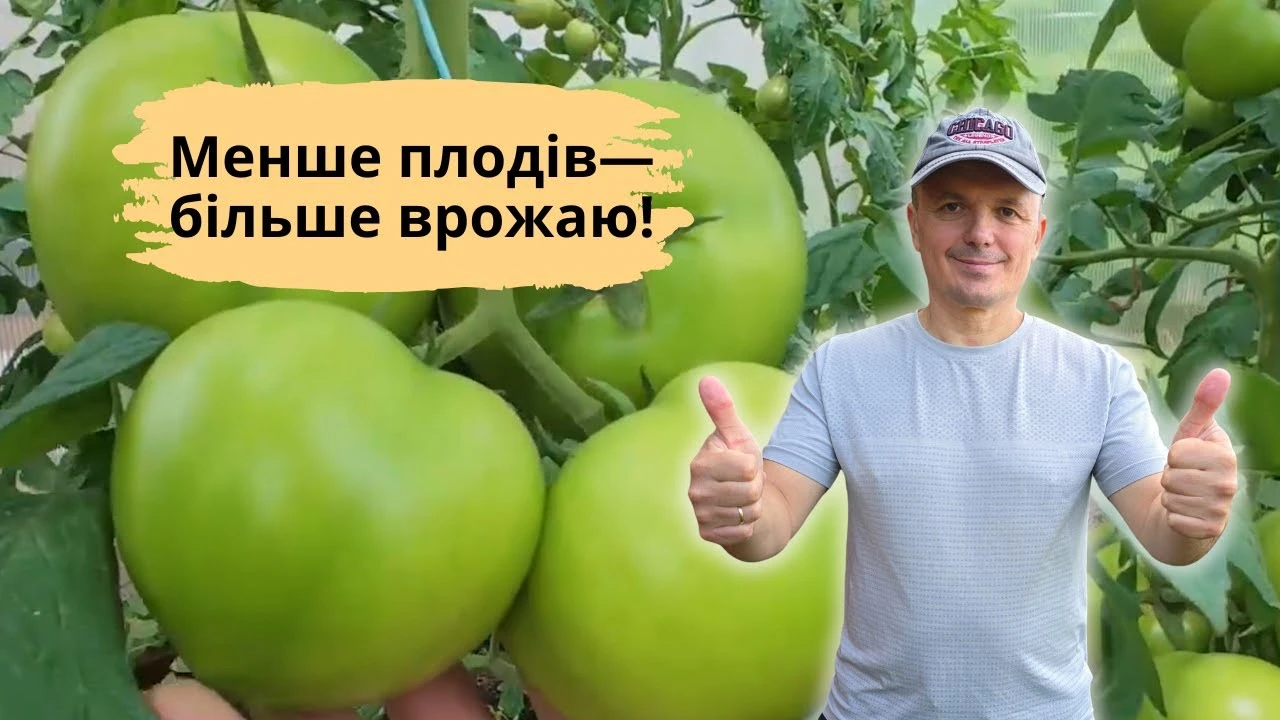 Обламайте ці три листки – і помідори швидше почервоніють. Перевірений лайфхак
