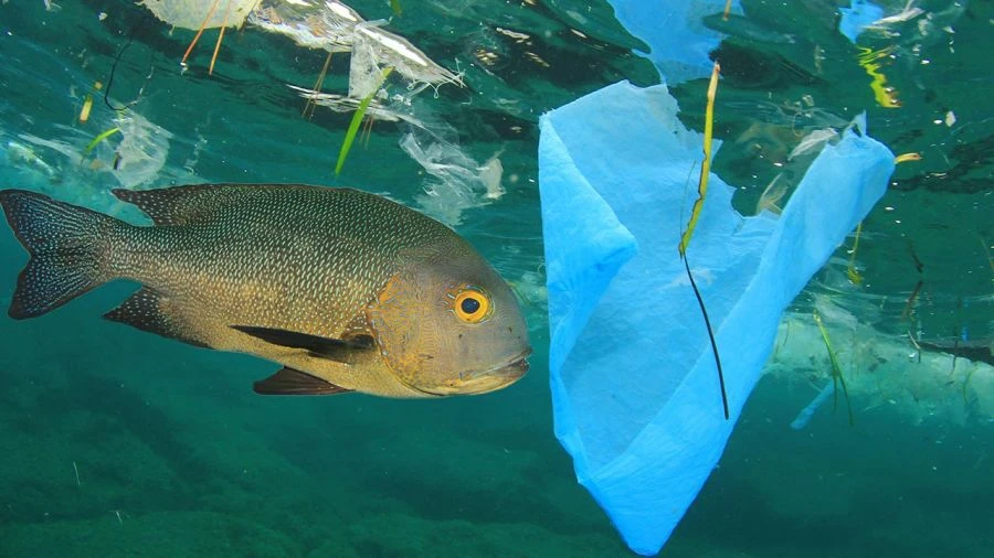 Mikroplastik w rybach już od lat 50-tych. Badania naukowców