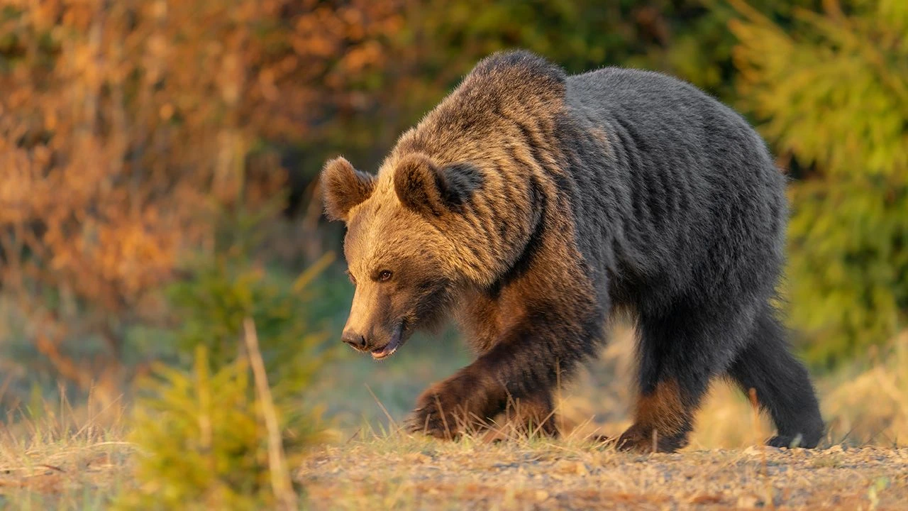 Słowacja masowo odstrzela niedźwiedzie. Teraz sama jest na celowniku