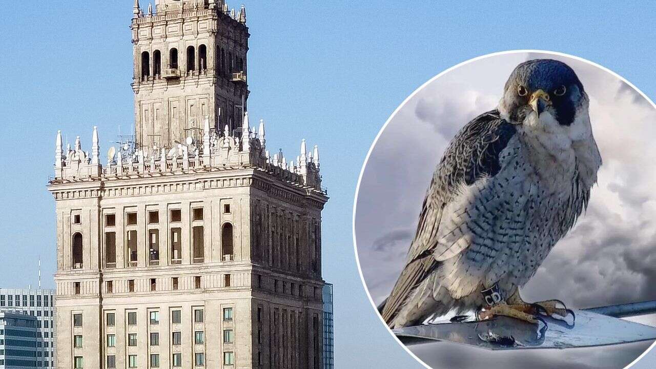 Zmarł Franek. Rozterki sercowe sokoła śledziły tysiące osób