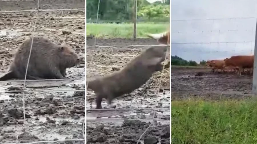 Agresywny bóbr rzucił się do szyi krowy. Jest nagranie