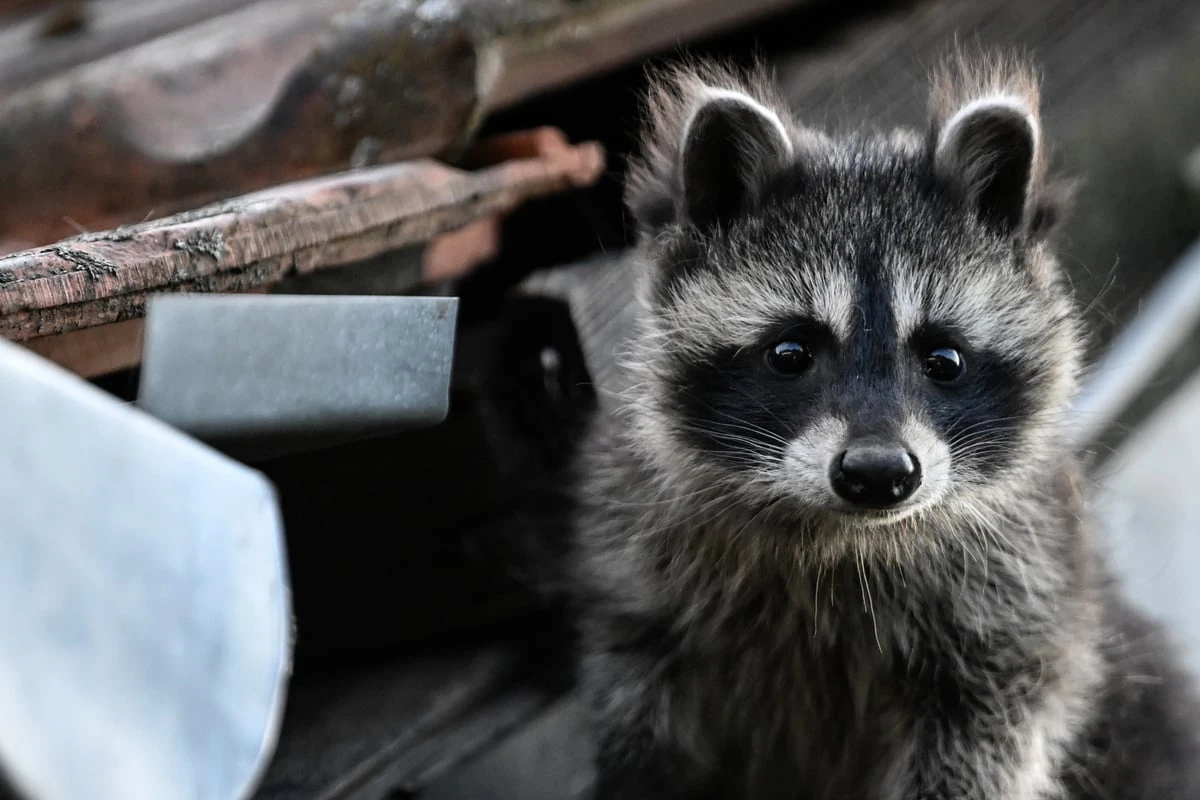 Dreiste Diebe wollen Waschbär aus Tierpark klauen, scheitern aber kläglich
