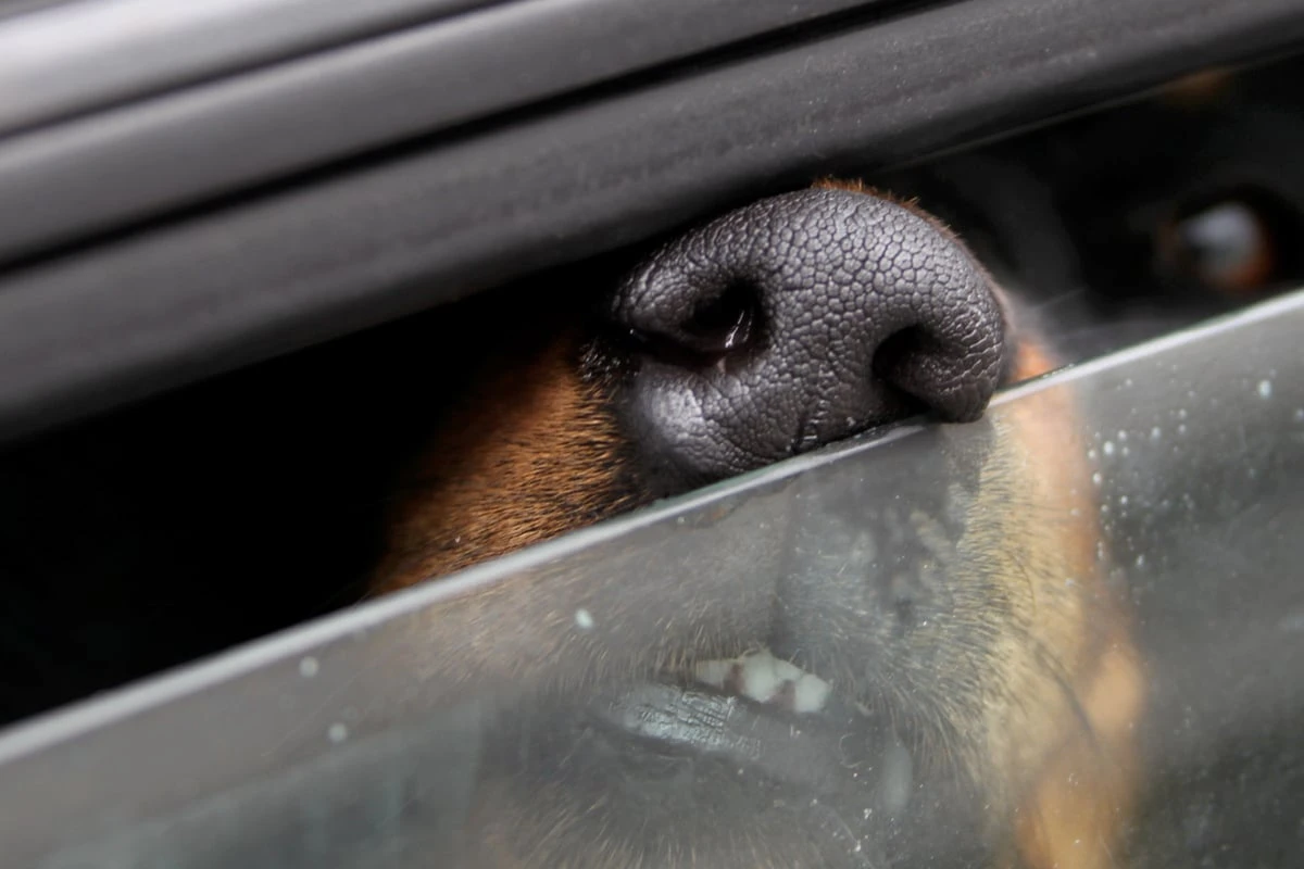 Herrchen 90 Minuten verschwunden: Im Auto eingesperrter Hund entkommt Hitzetod