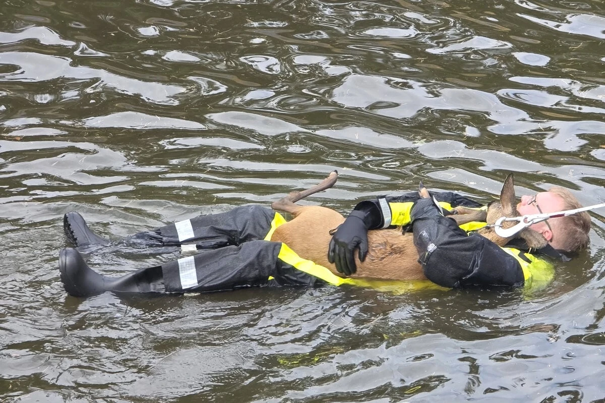 Verzweifeltes Reh aus Rückhaltebecken gerettet