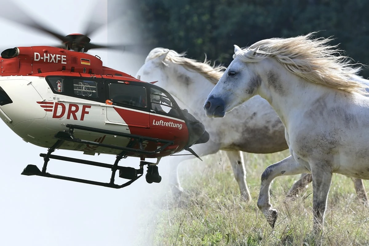 Frau will Pferde einfangen: Dann muss der Rettungshubschrauber kommen