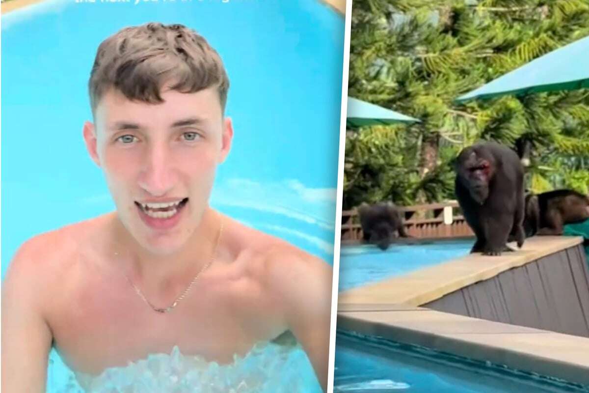 Aggressive Affenbande jagt Touristen aus Hotel-Pool