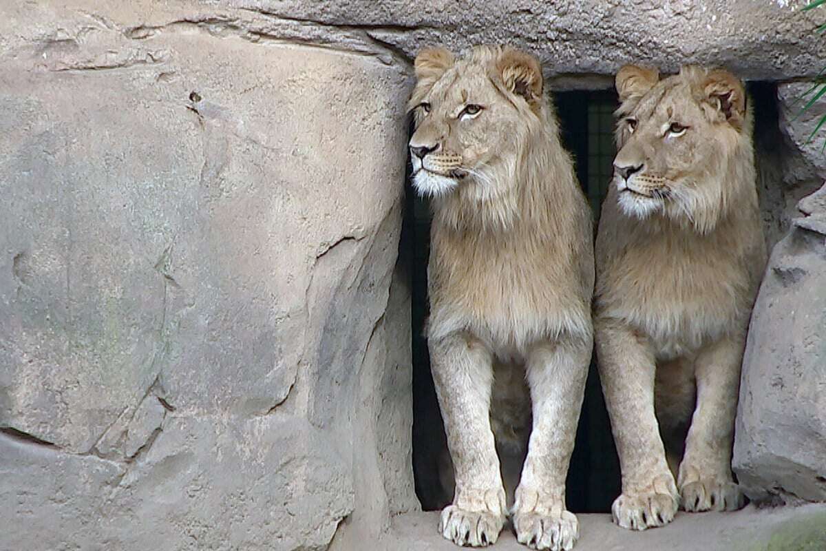 Abschied im Leipziger Zoo: Einer geht zu zwei 