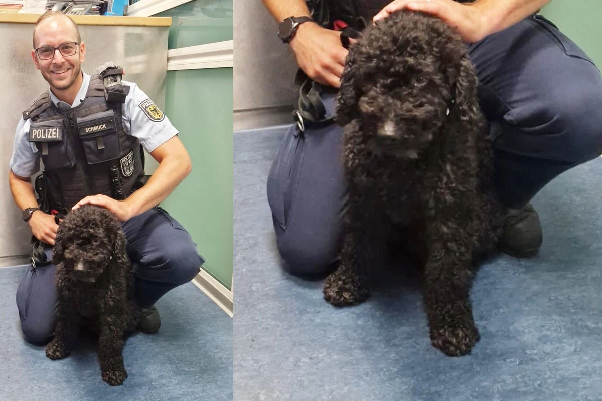 Auf vier Pfoten durch Hamburg: Pudel Goofy fährt allein in der S-Bahn