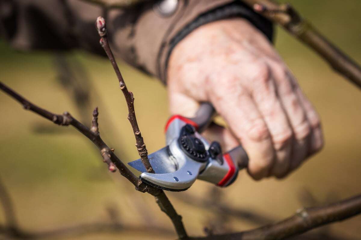 Wann sollte man Obstbäume schneiden? Der richtige Zeitpunkt ist entscheidend